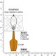 Robert Abbey - PM35 - One Light Accent Lamp - Small Emma - Pumpkin Glazed Ceramic w/Polished Nickel