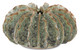 Currey and Company - 1200-0300 - Vase - Sunken Boat - Moss Green