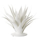 Currey and Company - 1200-0778 - Objet - Agave - Gesso White