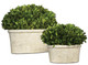 Uttermost - 60107 - Preserved Boxwood Set/2 - Preserved Boxwood - Stone