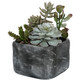 Uttermost - 60173 - Succulents - Alverio - Charcoal Gray
