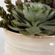 Mesa Succulent Succulent Accent (60209)