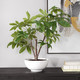 Pachira Money Tree (60225)