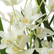 Ariana Orchid Planter (60227)