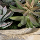 Seaside Breeze Succulents (60233)