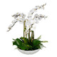 Uttermost - 60239 - Centerpiece - Flourish Orchid - White