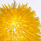 Urchin One Light Mini Pendant (169M01YE)
