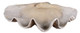 Uttermost - 19800 - Bowl - Clam - Antique White