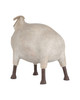 Ancient Ram Sculpture (1200-1073)