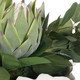 Protea Blooms Bowl Centerpiece (60256)
