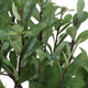 Arbor Strawberry Tree (60266)