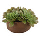 Uttermost - 60267 - Accent In Pot - Sable Succulent - Natural Terracotta