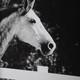 Galloping Forward Wall Art (32279)