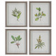 Uttermost - 41461 - Framed Prints S/4 - Wildflower Study - Light Gray