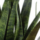 Sansera Snake Accent Plant (60271)