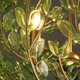 Bridget Three Light Chandelier (BGT-334-SG-GR)
