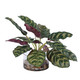 Uttermost - 60273 - Plant Accent - Peacock - Natural