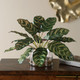 Peacock Plant Accent (60273)