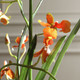 Dancing Vase (60275)