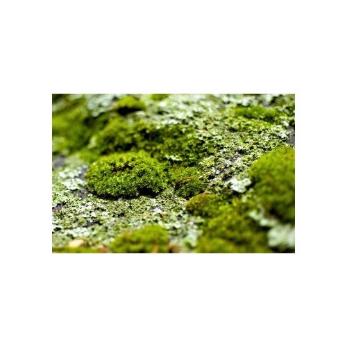 NO ALGAE BUILD-UP!
