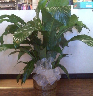 Peace Lily Plant large