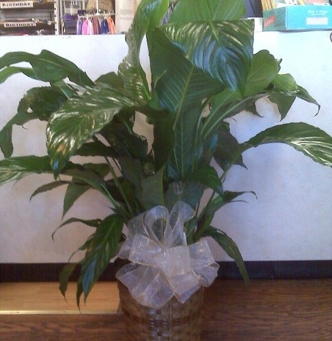 Peace Lily Plant large