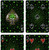 Bicycle Fireflies Playing Cards