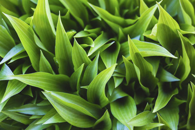 5 Spring Tips to Help Your Hosta Garden Thrive