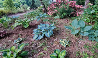 ​Designing a Shade Garden