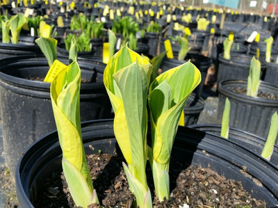 Late Winter/ Early Spring Hosta Care