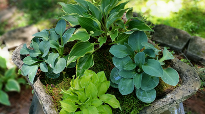 Growing Hostas in Containers