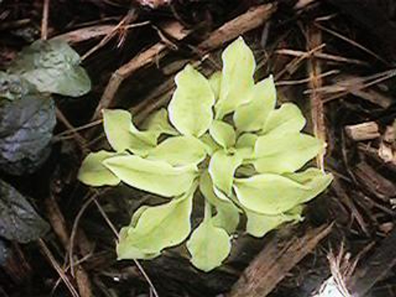 Hosta Cheain Heart