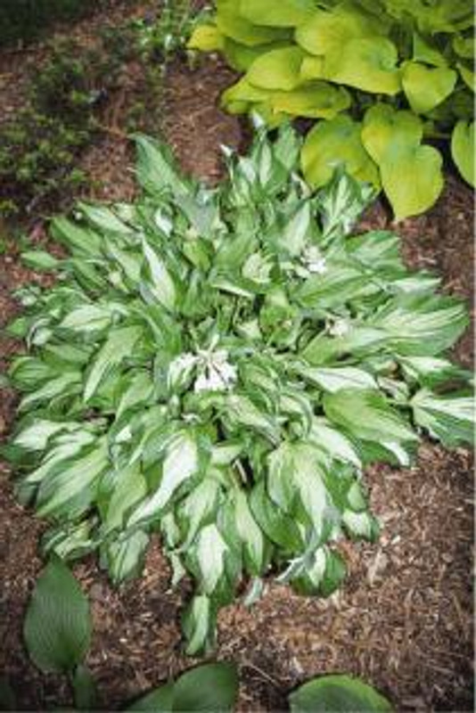 Hosta Allegan Fog