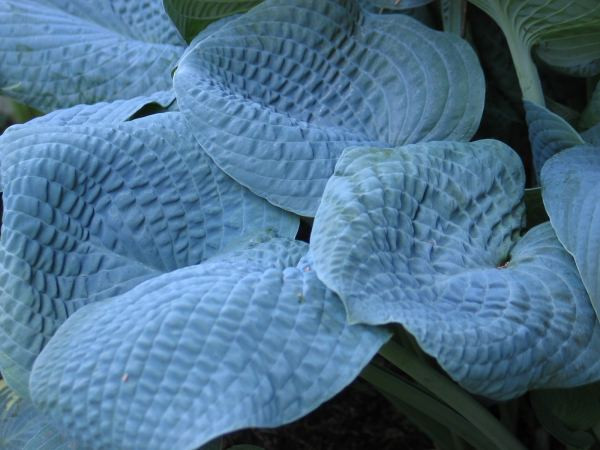 Buy Hosta Sapphire Pillows