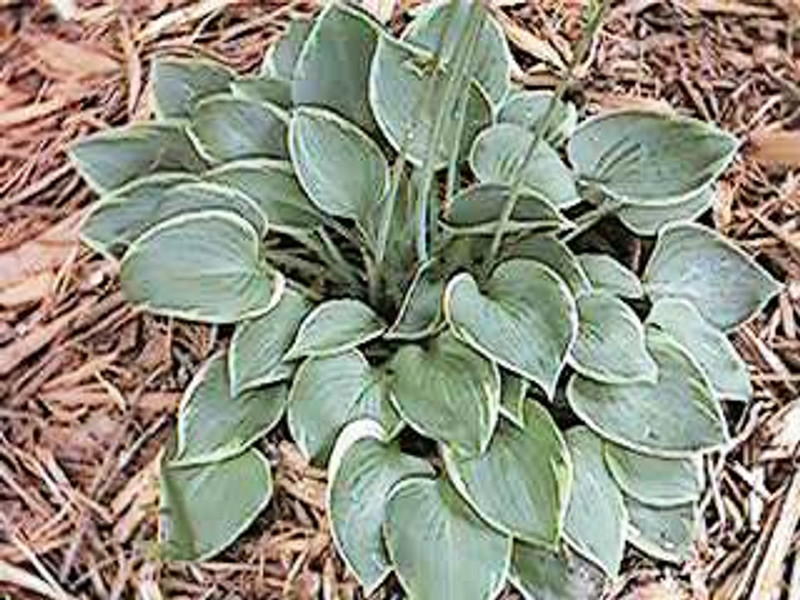 Hosta Sundrop