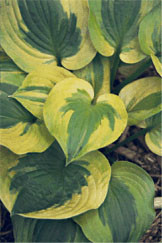 Hosta Summer Breeze