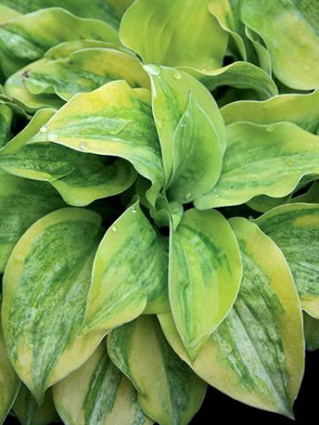 Hosta Silver Threads and Golden Needles