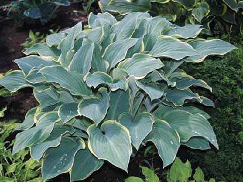 Hosta Regal Splendor