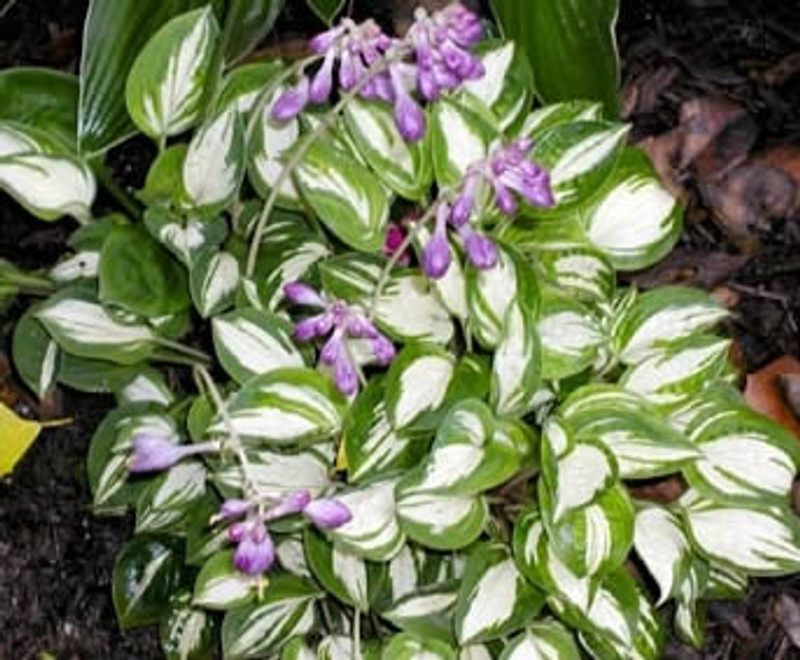 Buy Miniature Hosta Plants-Buy Dwarf Hosta Plants-Pine Forest Gardens