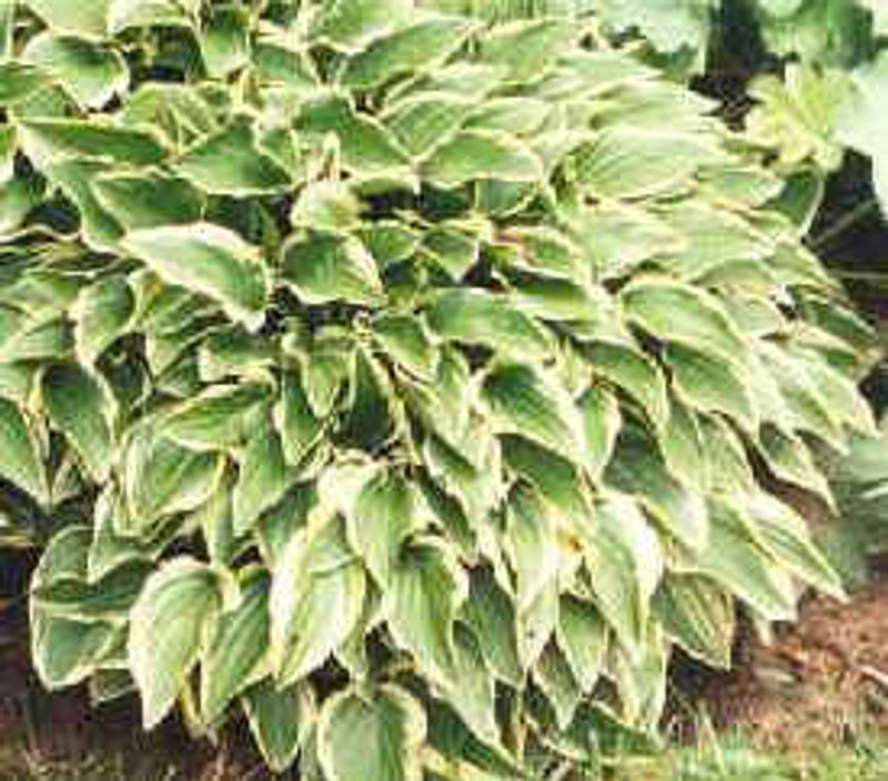 Hosta Little Wonder