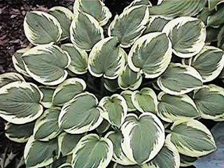 Hosta Leola Fraim