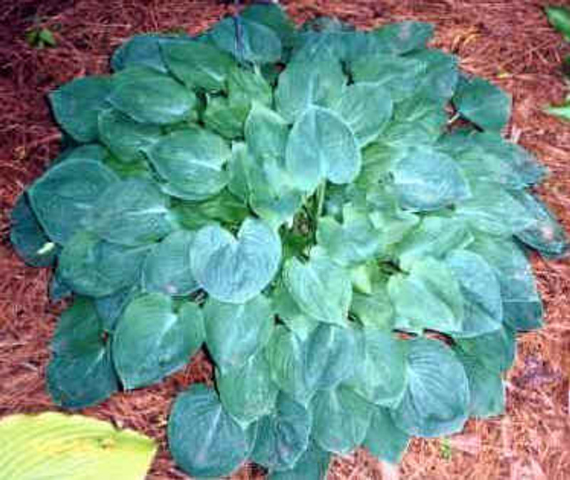 Hosta Lakeside Blue Cherub