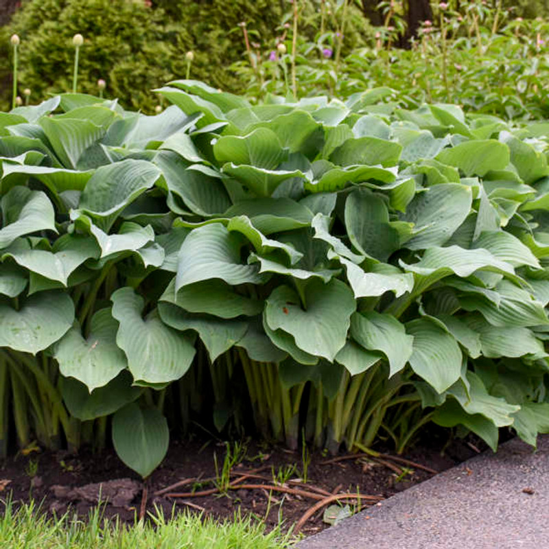 Giant Hosta Plants for Sale Buy Online Pine Forest Gardens