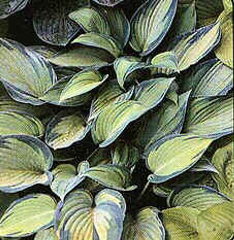 Hosta June