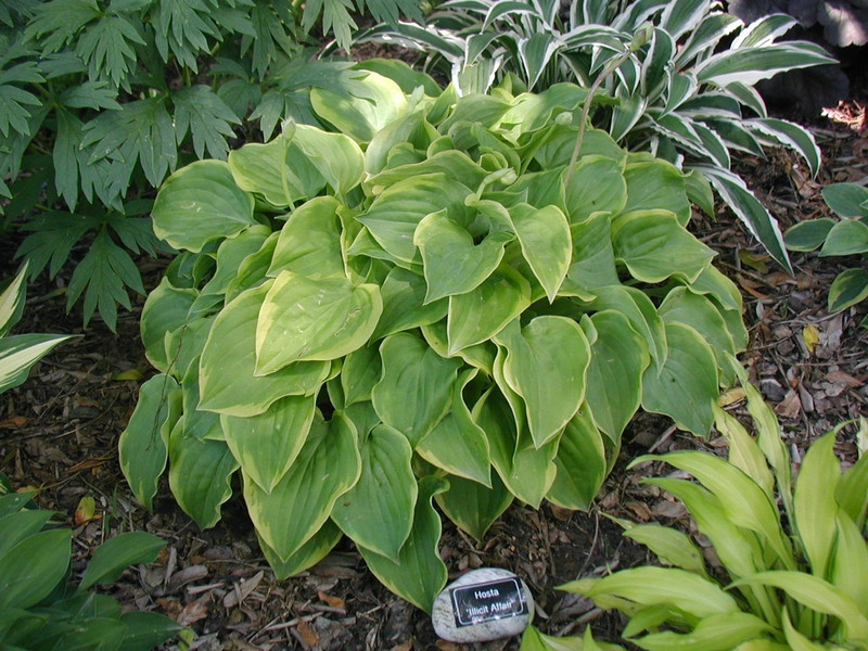 Hosta Illicit Affair