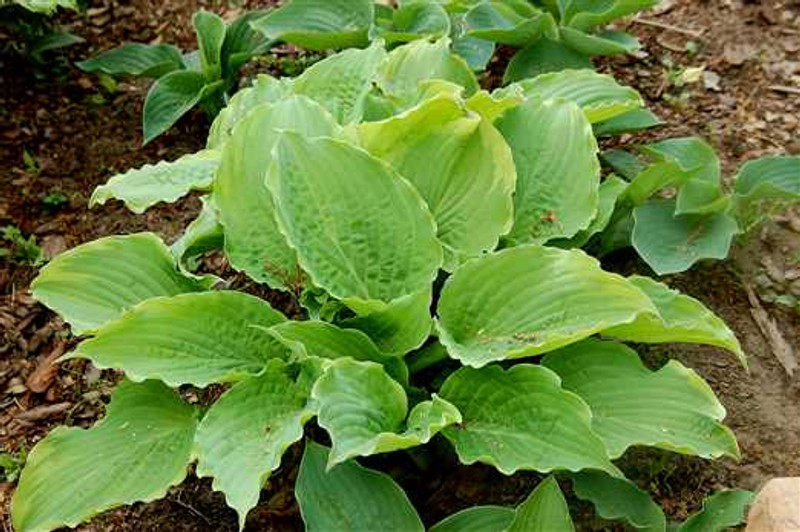 Hosta Wave Runner