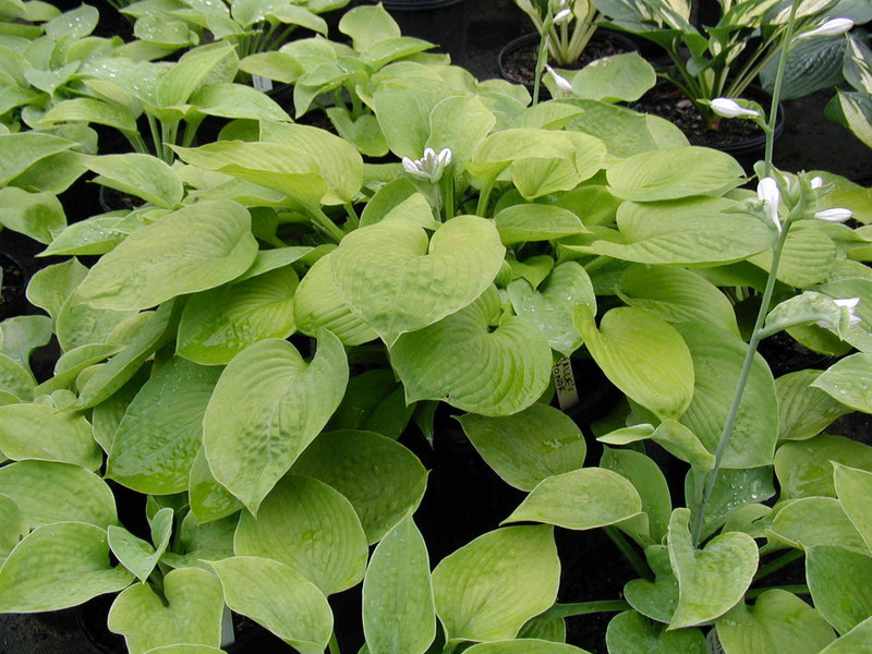 Hosta Hallie's Honor