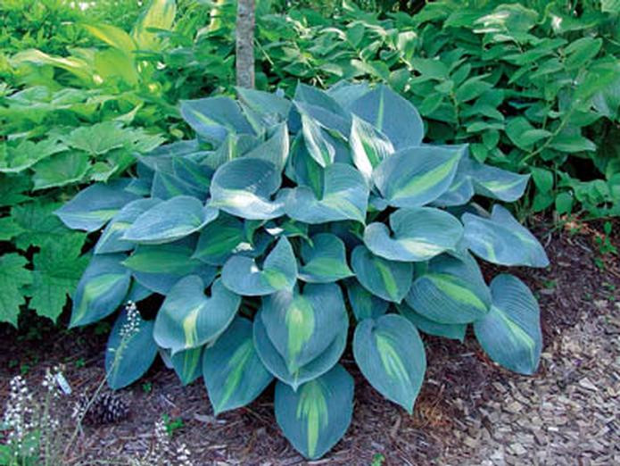 Pine Forest Gardens Touch of Class Hosta