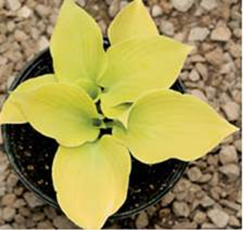 Hosta Lemontini , small/miniature bright yellow hosta