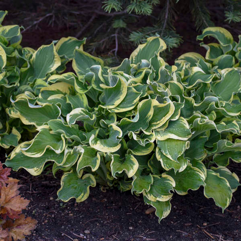 Hosta 'Wheee!' PP23565